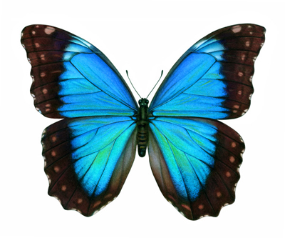 The Morpho Butterfly - metamorphosis in my life?