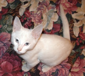 The white cat is thinks he can be as cute as the dog!