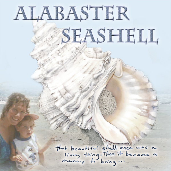 ALABASTER SEASHELL