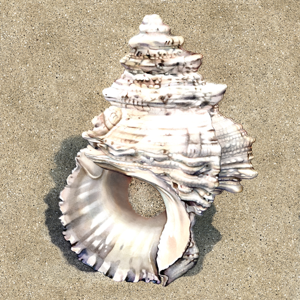 Seashell 3