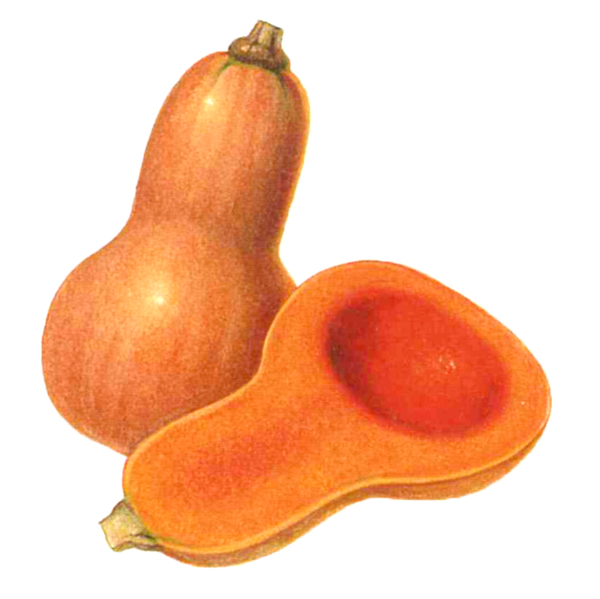 butternut painting