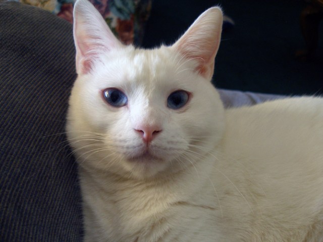 The Cat that throws up