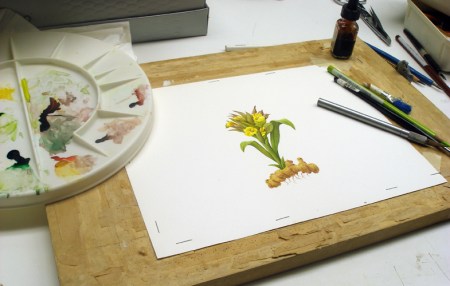 Painting Turmeric in progress