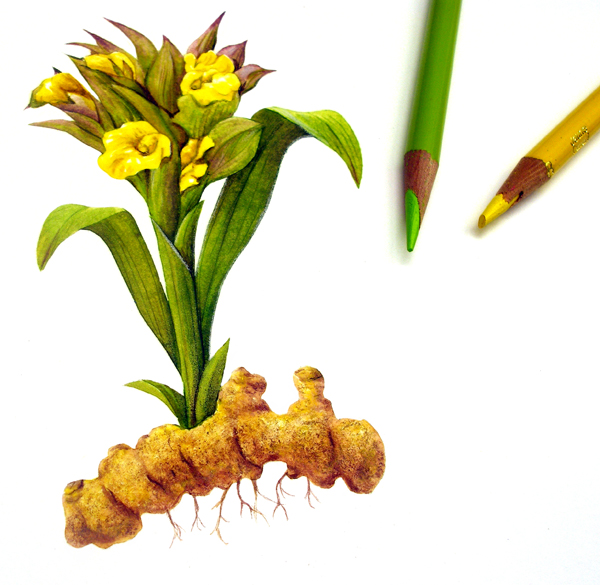 Tumeric Illustration