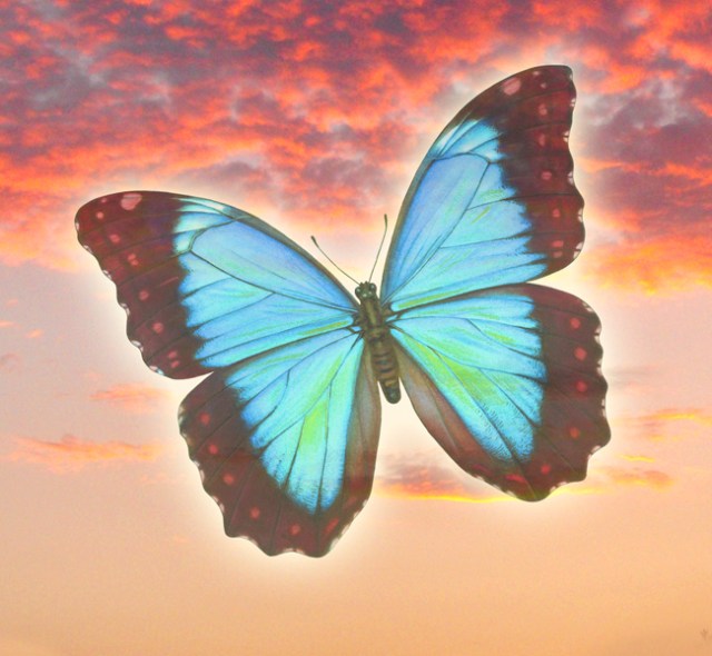 Butterfly of grief 2