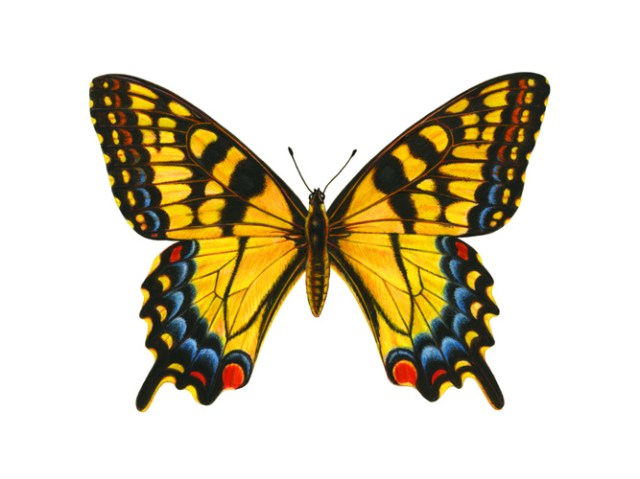 Butterfly Swallowtail