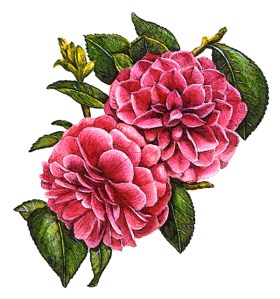 Camelias