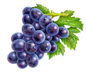 A painting of grapes I did in my forties.