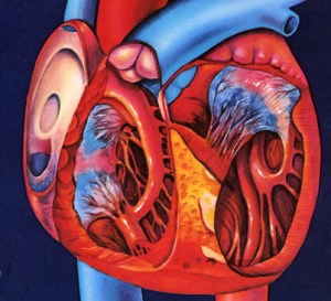 Heart illustration