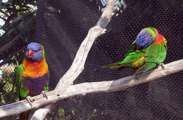I named my photo “No Longer Lovebirds.”The bird on the left looks angry and the bird on the right has her head somewhere else.