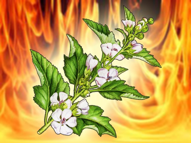 Wildflower in the fire