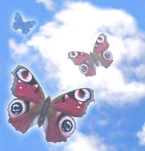 Butterflies in the sky