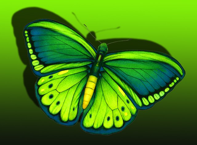 Lime green fantasy Butterfly