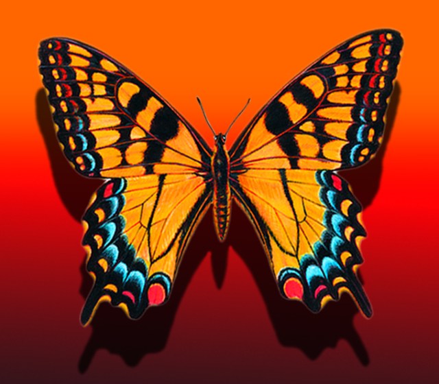 Orange & Red Fantasy Swallowtail