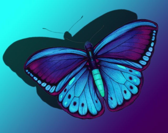 Turquoise Fantasy Butterfly