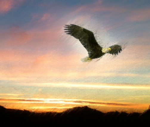 Eagle at Sunrise