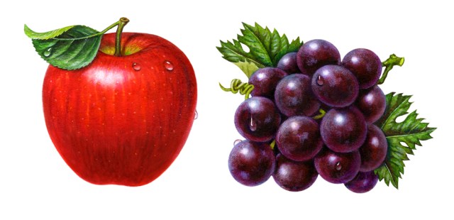 My professional fruit illustrations