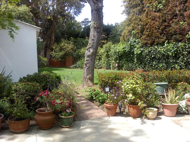 I took this picture in Kimberly’s back yard while waiting, before my voice lesson. Although it was a beautiful day, the floaters and blurs in both eyes disturbed me greatly.