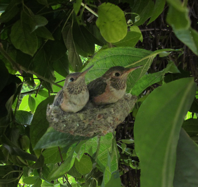 This is a photo I enhanced to use for my song cover for “The Unknown.” I cropped in on the one baby hummingbird that would soon fly away to face a new life outside the nest.