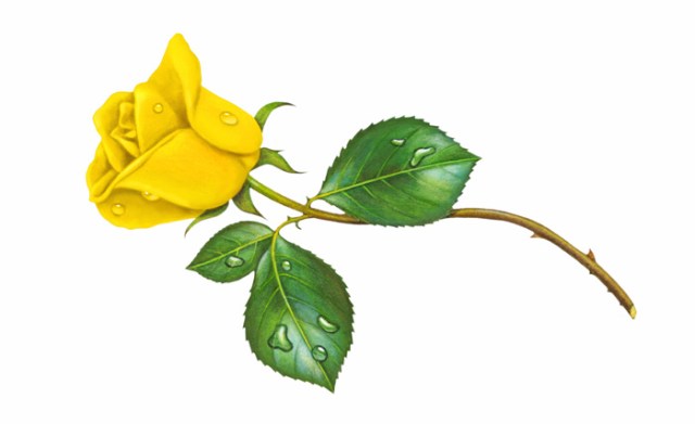 Rosebud - Yellow left