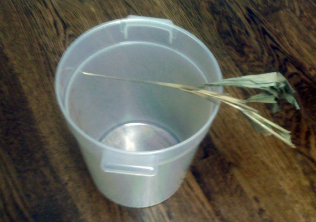 This is obviously a reenactment. I don’t think I’ll ever look at that container the same way again. The plant was tossed into it after the Shaman brushed me with it.