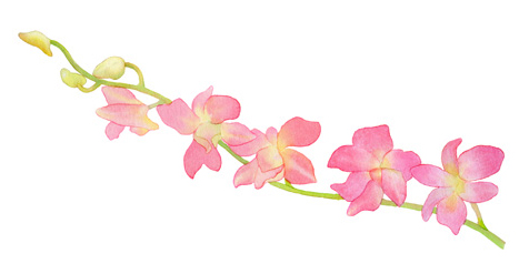 Flowers-Orchid Spray