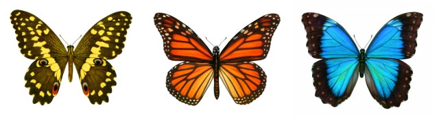 Butterfly paintings
