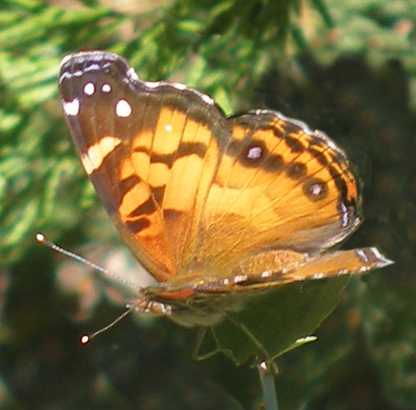 Butterfly photo by Judy