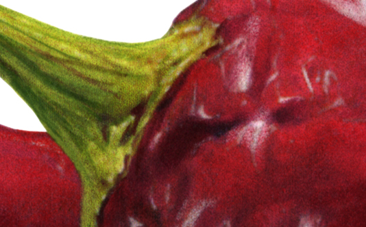 Sometimes my illustrations feel very abstract as a close-up.