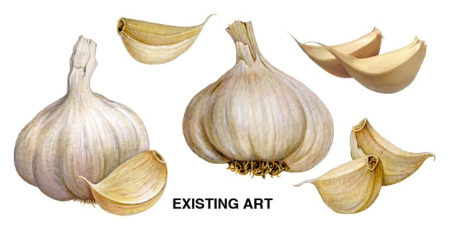 Garlic