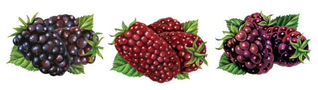 Marion Berry ideas