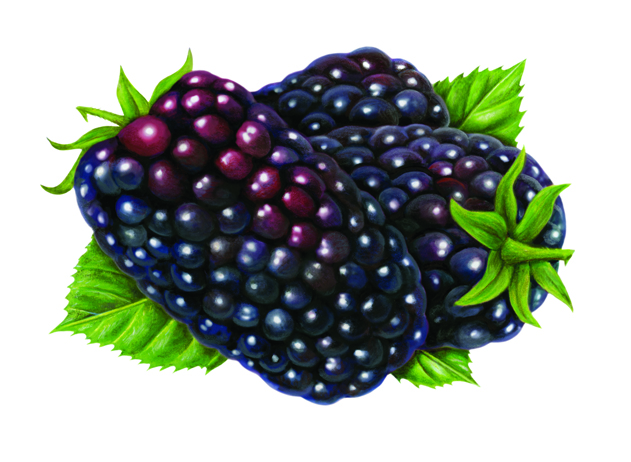 My final illustration of Marion Berries.