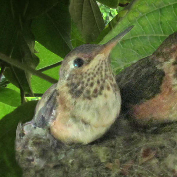I love the image of a baby hummingbird for this song. I also wrote a parable I named “The Songbird,” which tells my story with metaphors.