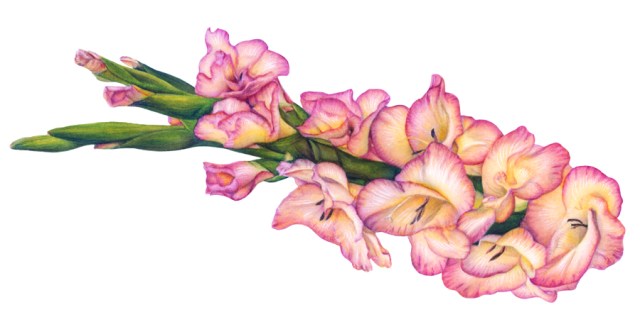 Gladiolas