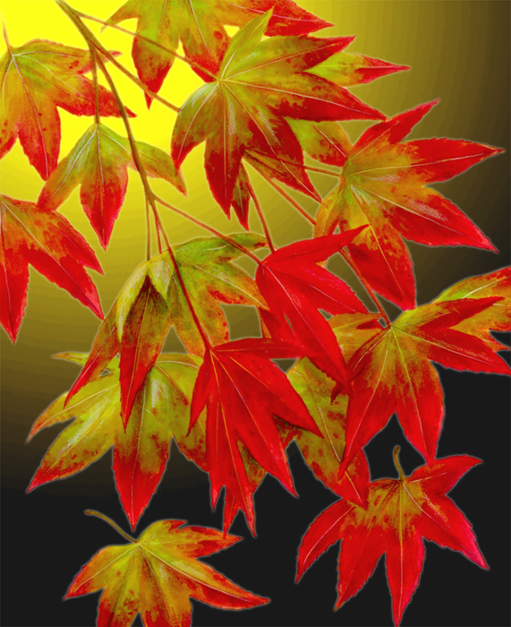 Glowing leaves