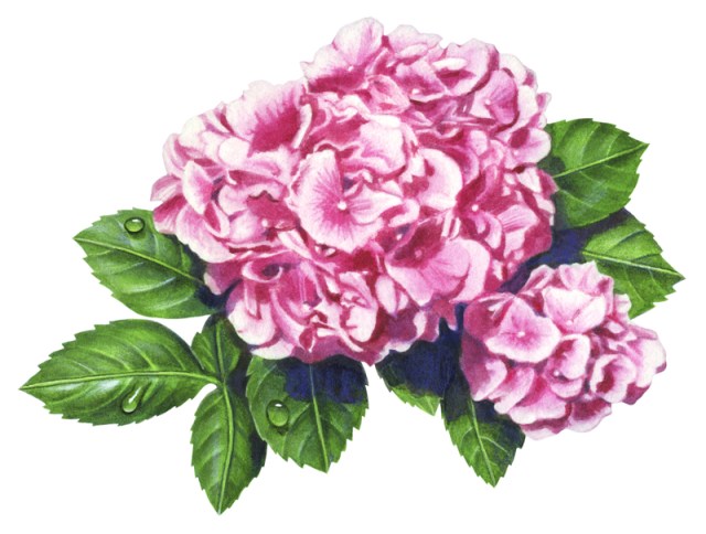 Hydrangea-pink