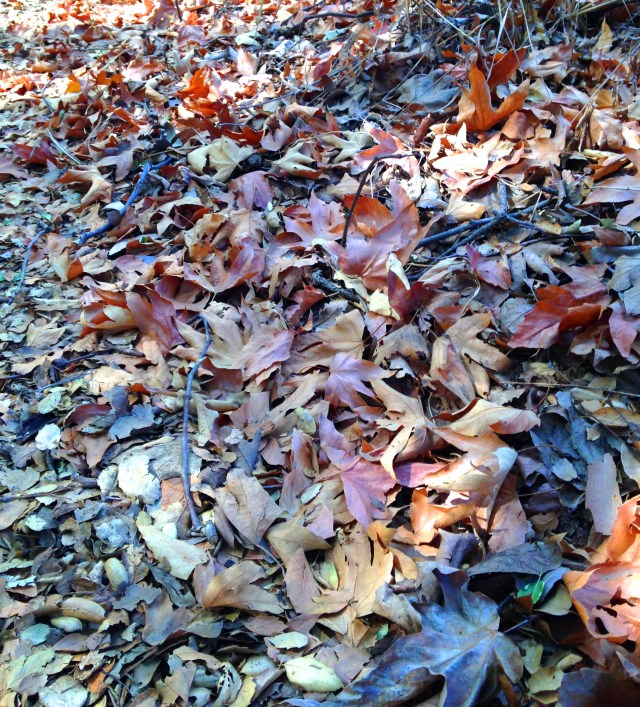 I see great beauty in this photo of leaves. There are many subtle and wonderful colors.