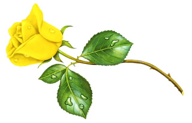 Rosebud - Yellow left