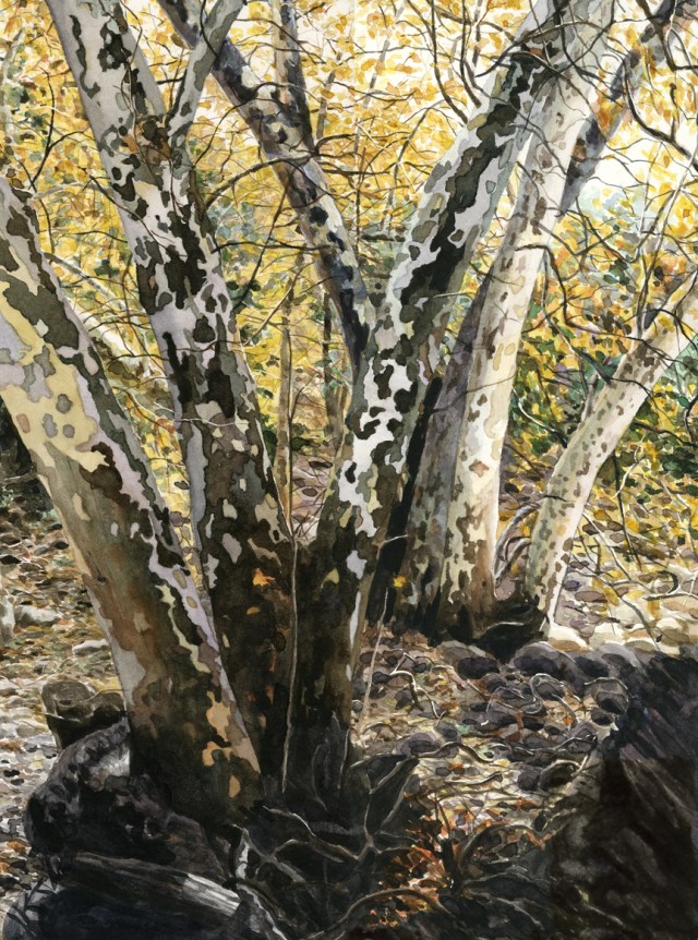 This is a watercolor painting from college of sycamores. I used it as part of a memorial for my dead child, Jason, so it carries a lot of meaning for me.