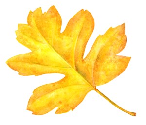 Yellow Leaf