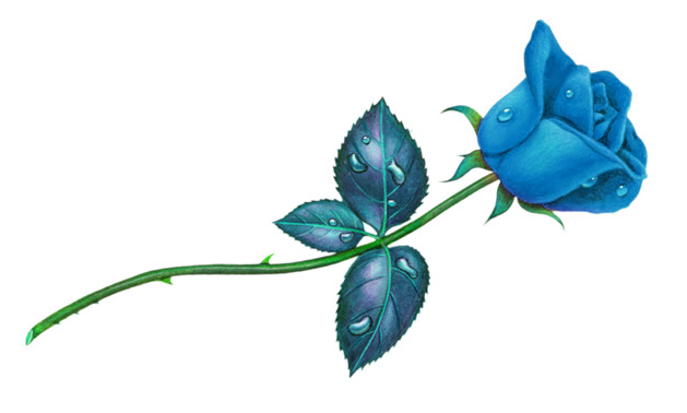 Blue rose