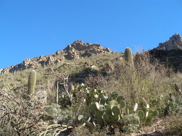 Cactus Trail