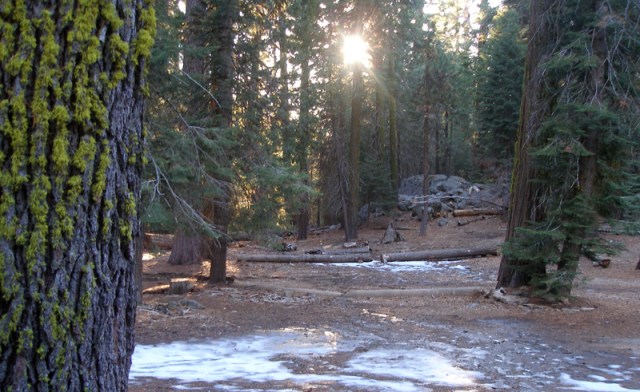 Forest in the Sunlight