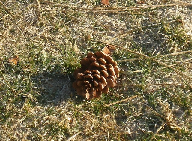 Pine Cone on sparkling lawn