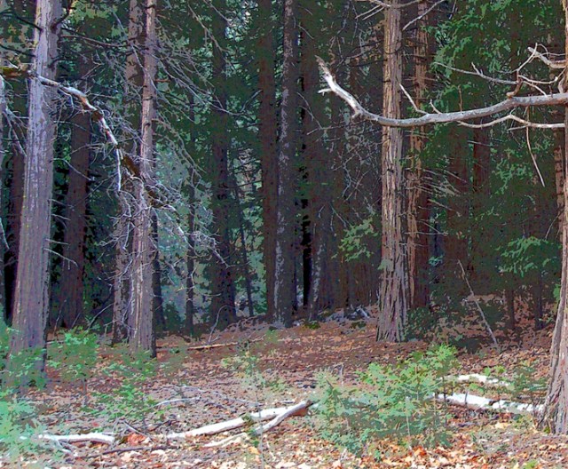 The forest with a filter