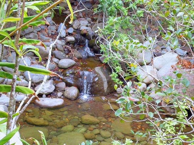 Tropical Stream 1