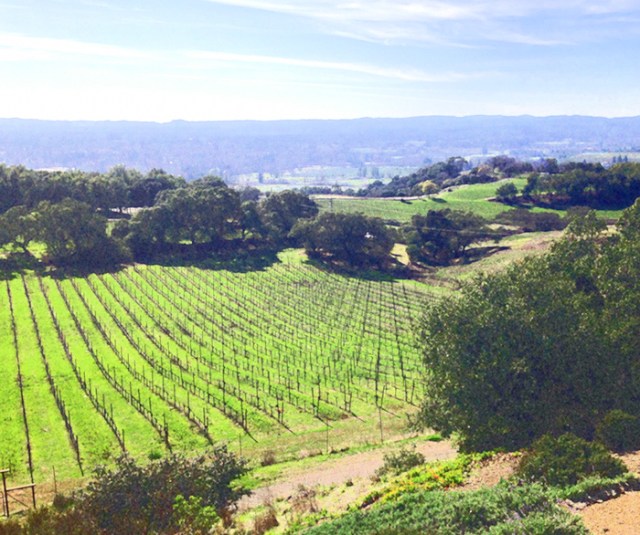 I enjoyed filtering and playing around with my photos. I definitely can use this photo as reference for a future agricultural illustration. In the past, I have done many like this one.