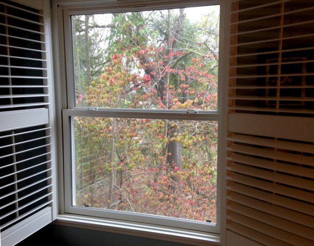 The exquisite view outside my bedroom window while staying with Liz in Sebastopol.