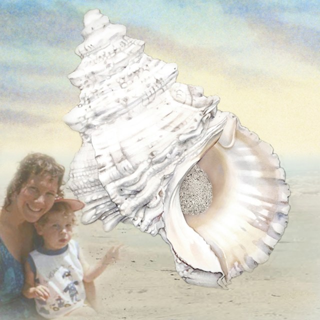 ALABASTER SEASHELL
