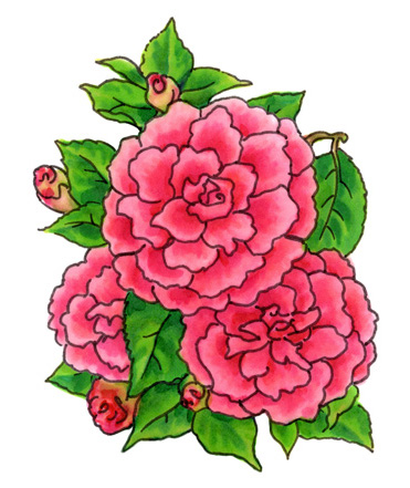 Watercolor Camelias